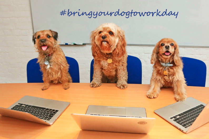 Friday is Bring Your Dog to Work Day The Exeter Daily